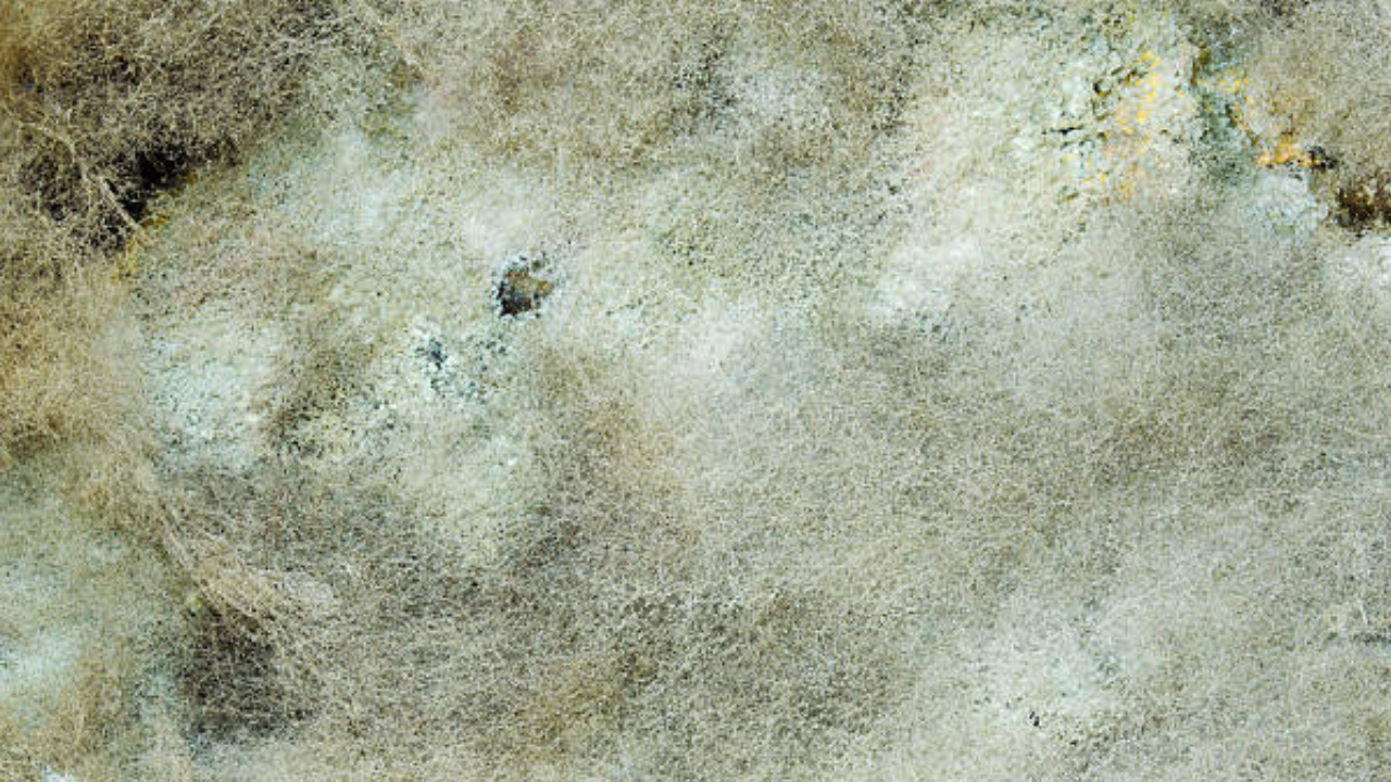 mold inspector in New Jersey